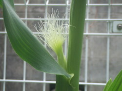 DSCF2597.JPG