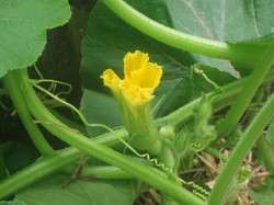 DSCF2598.JPG