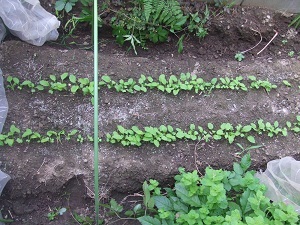 DSCF2647.JPG