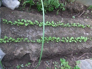 DSCF2649.JPG