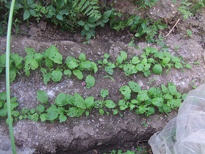 DSCF2651.JPG