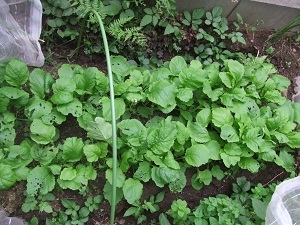 DSCF2660.JPG