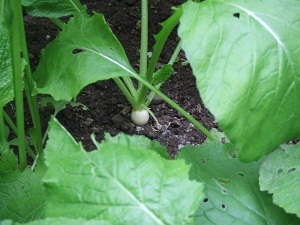 DSCF2664.JPG