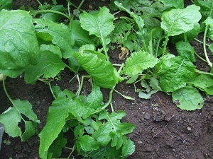 DSCF2667.JPG