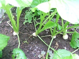 DSCF2671.JPG